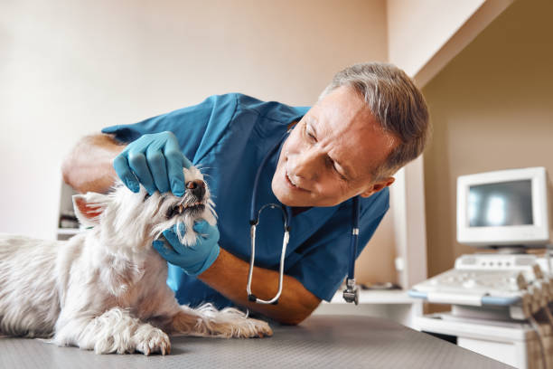 Best Urgent Dental Care for Toothache in Sanibel, FL